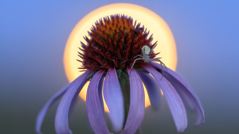 Coneflower 2023