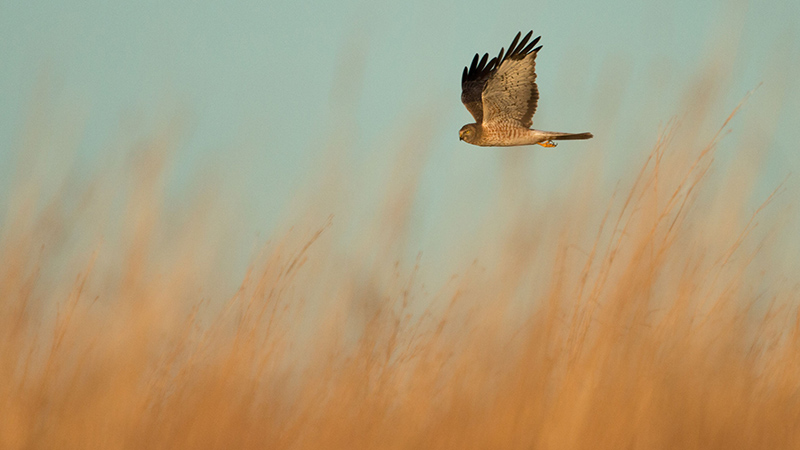 Northern Harrier 2019