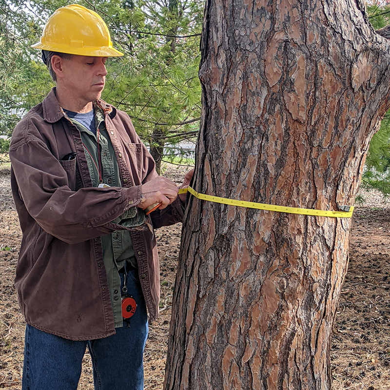 Jeremy Hiller measures tree diameter