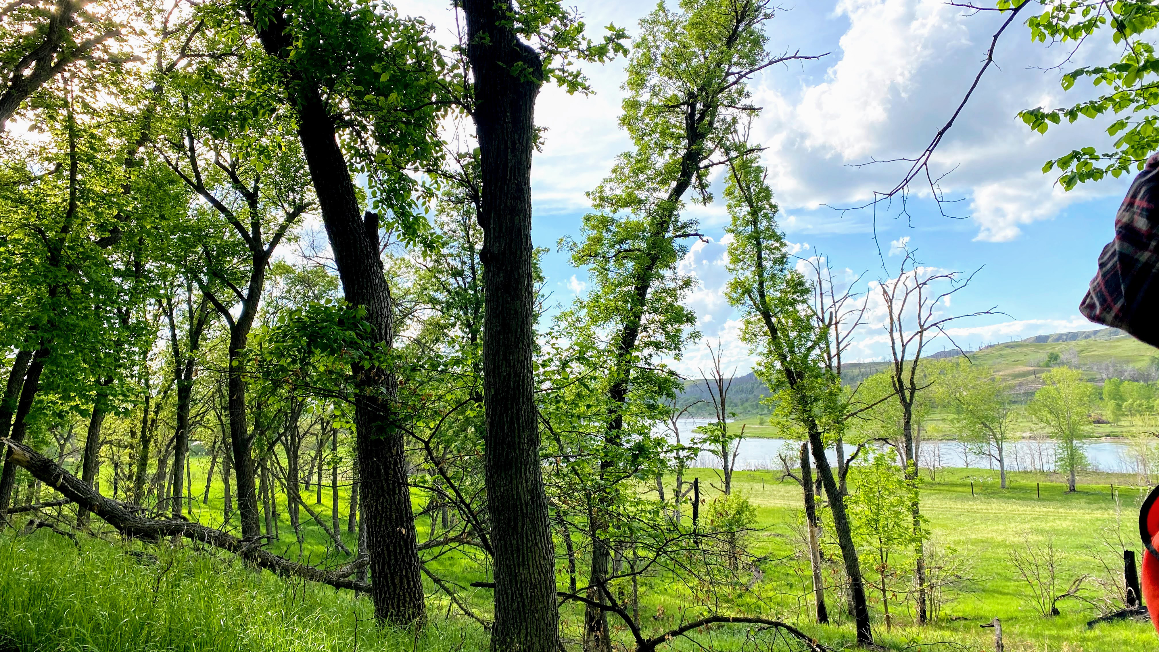 Forest along River