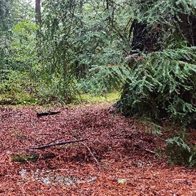 Forest Floor