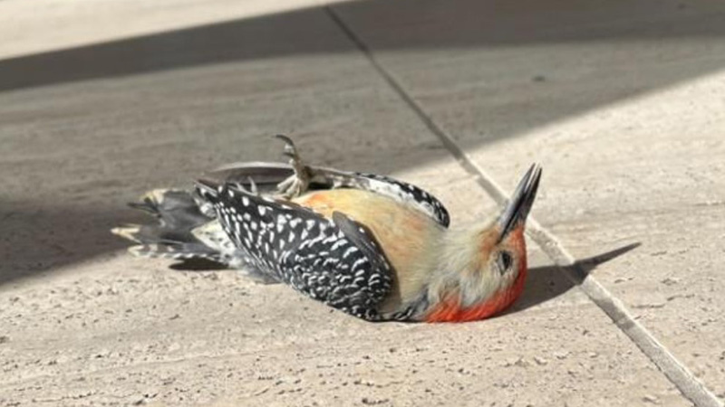 Red bellied woodpecker