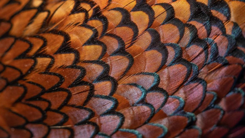 Pheasant features up close
