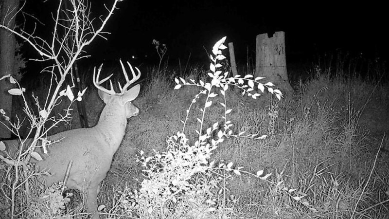 Deer