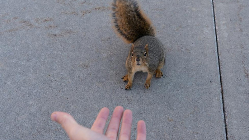 Squirrel
