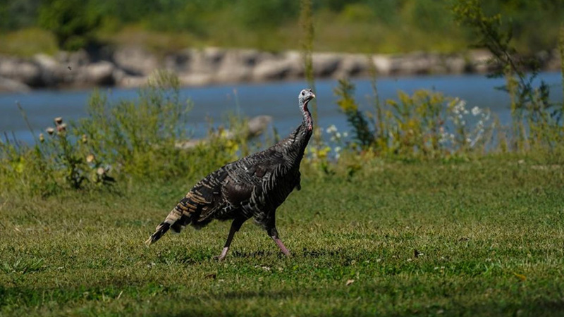 Lone Turkey
