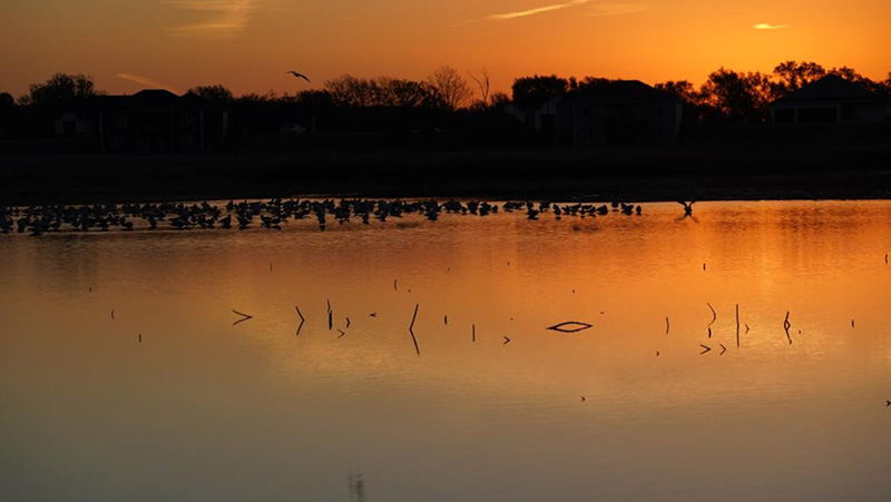 Birds on wetland