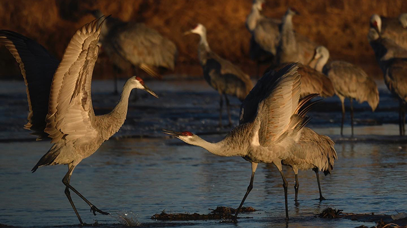 Sandhill Cranes