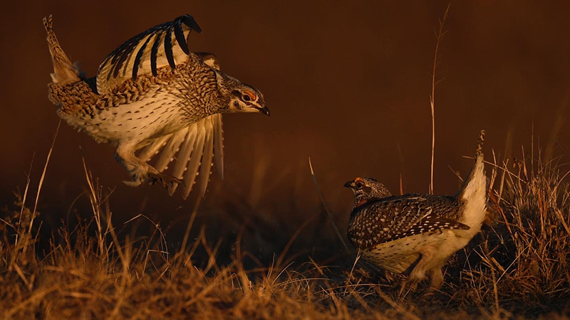 Prairie Chickes