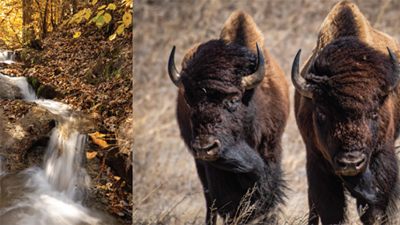 Waterfall and Bison