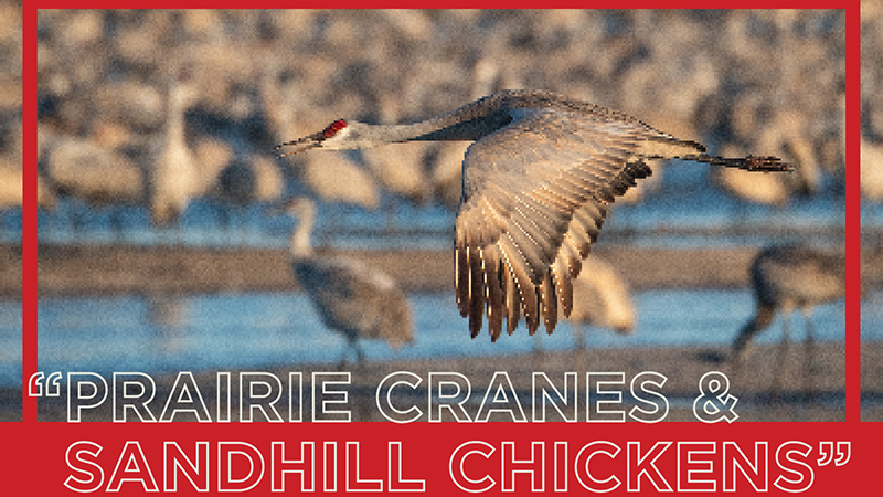 Sandhills Cranes