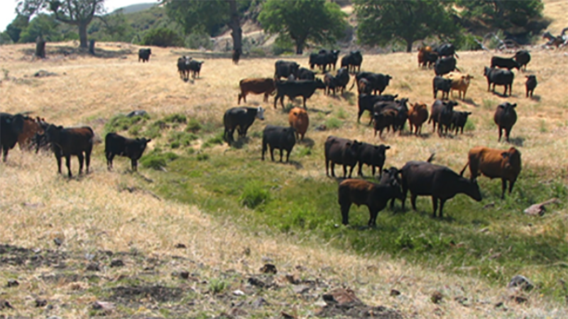 Cattle