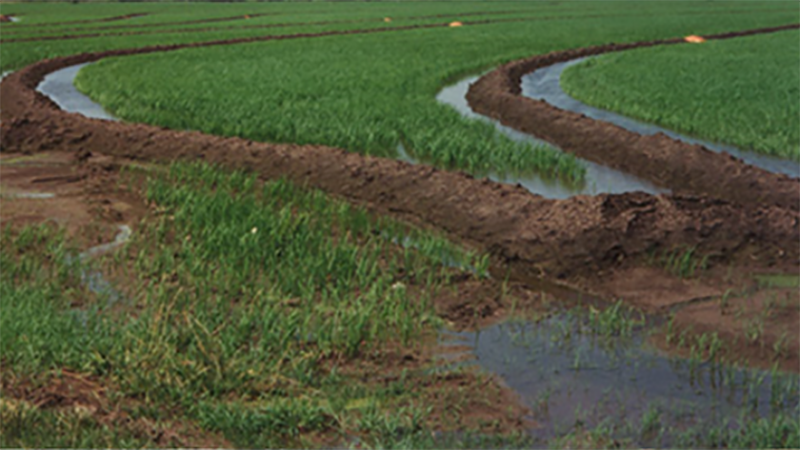 Field with surface irrigation