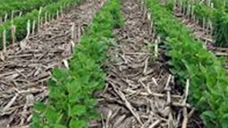 Parallel Cropping
