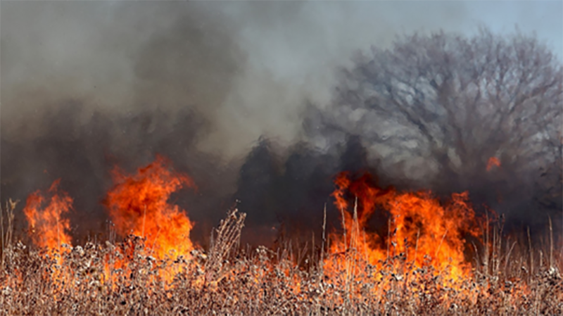 Wildfire