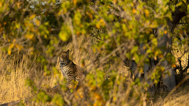 Young Leopard