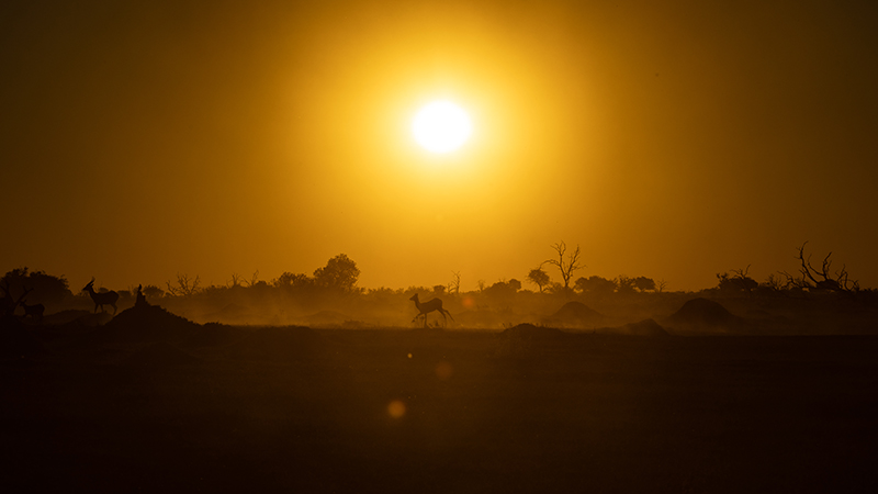 Lechwe at Sunset