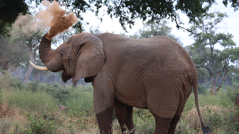 Elephant