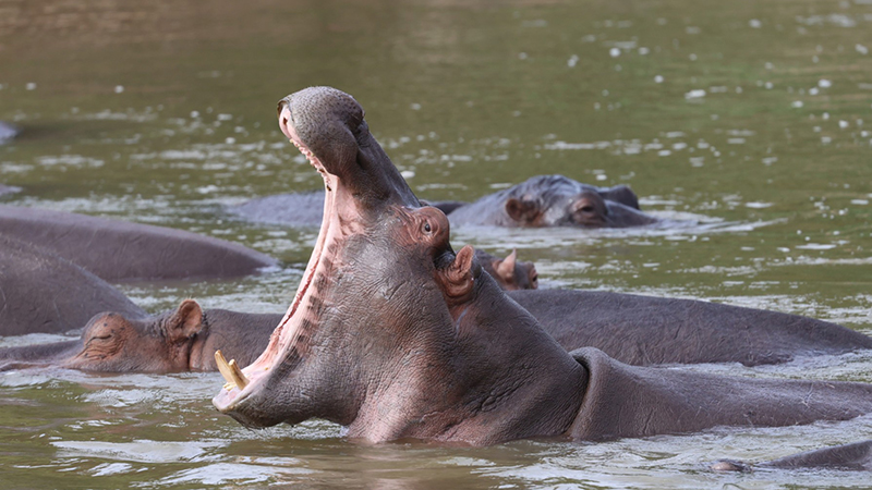 Hippo by Sophia Rojas