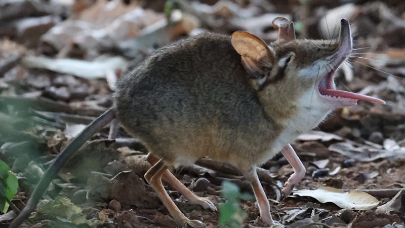 Elephant Shrew
