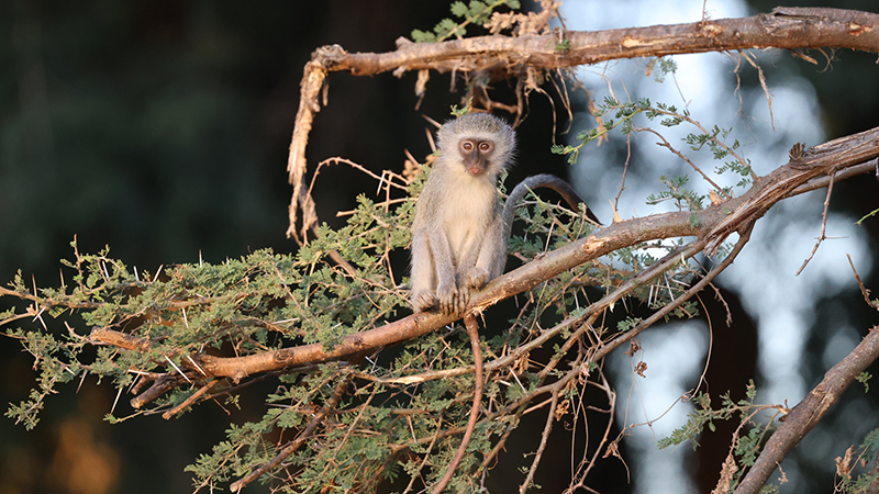 Ververt Monkey
