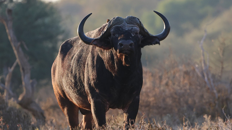 Water Buffalo