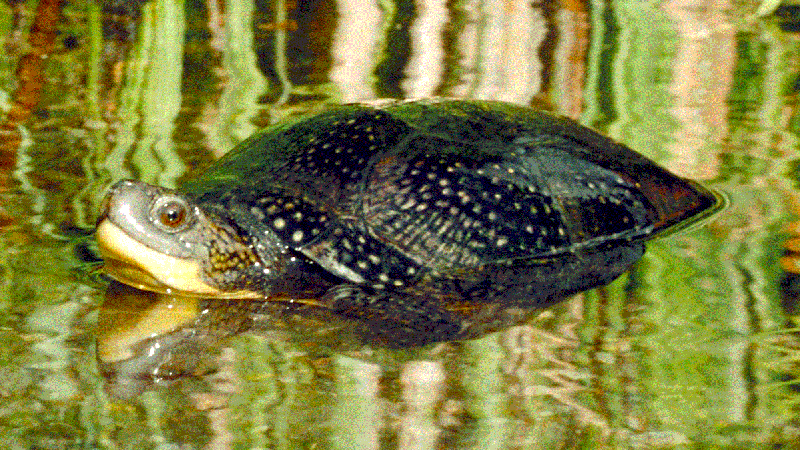 Blanding's Turtle