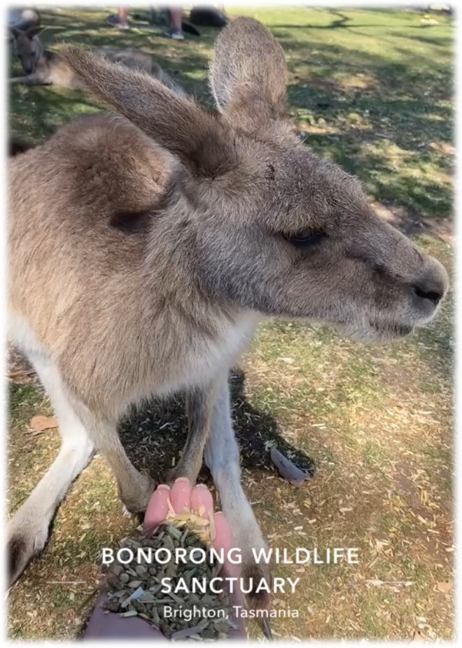 Forester Kangaroo being fed