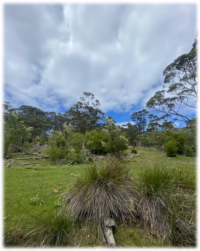 Maria Island Multiple Plants
