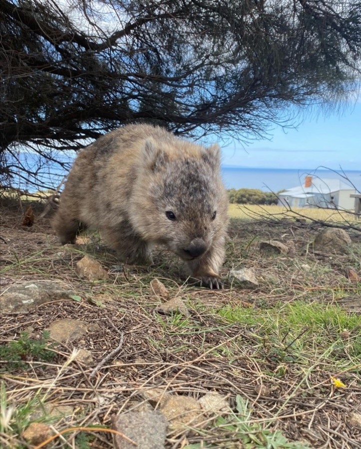 Wombat