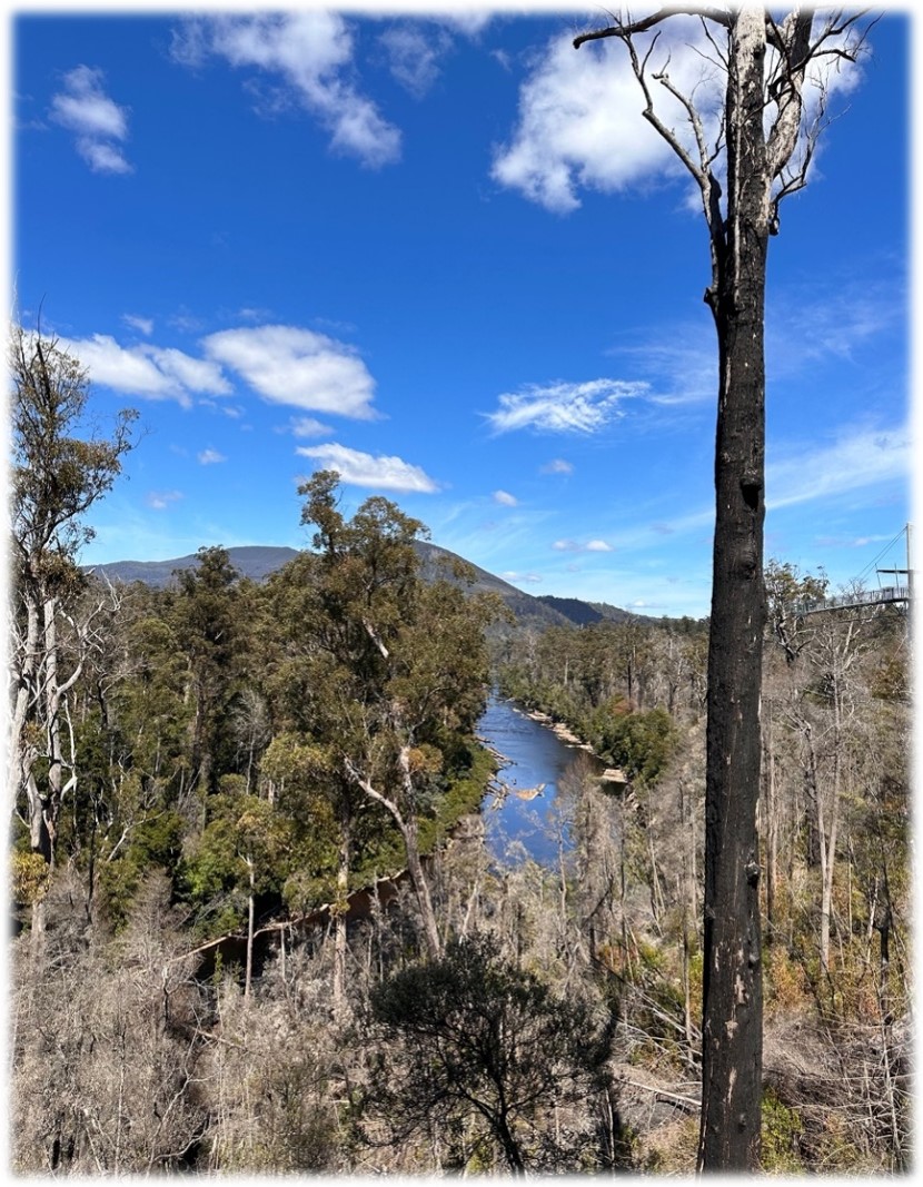 Burnt tree still stands