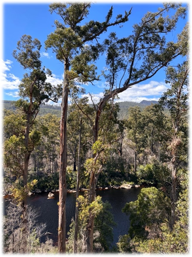 Eucalyptus Trees