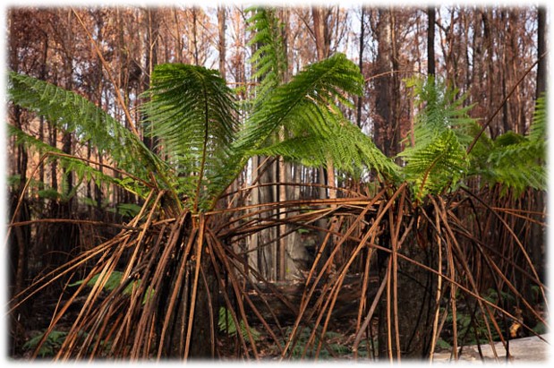 Dwarf Palmettos seen with regrowth of their leaves