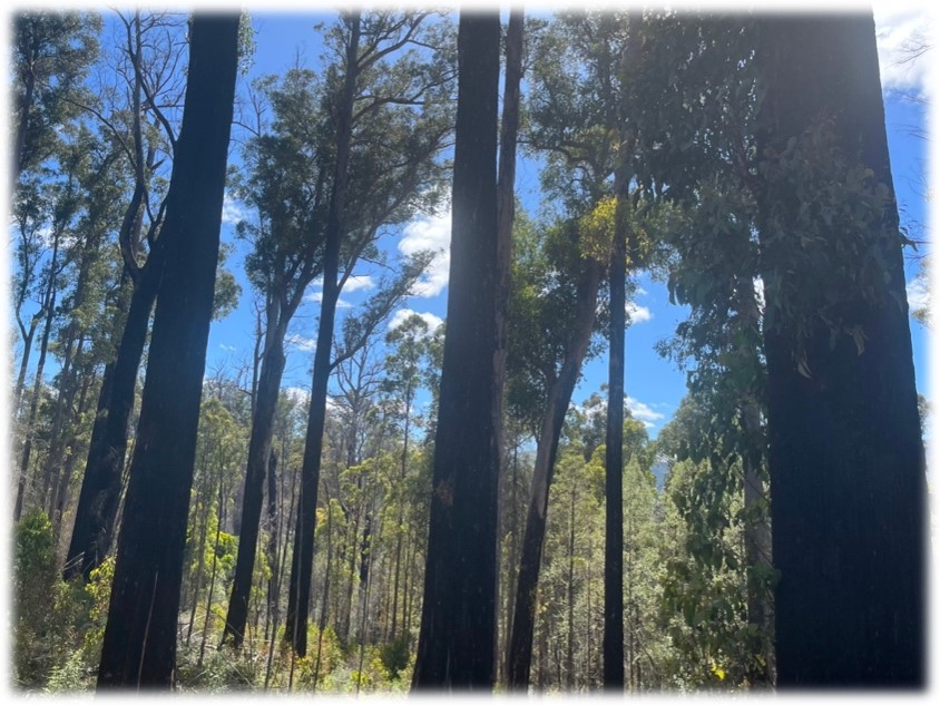 Tahune Forest