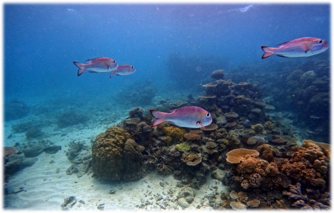 Chromis fish at the Great Barrier Reef