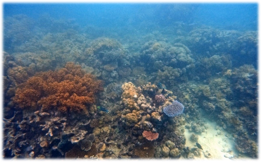 Great Barrier Reef corals