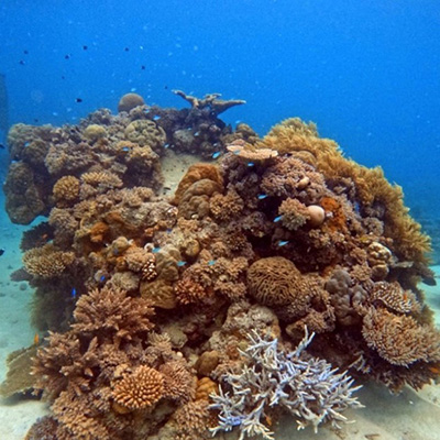 Great Barrier Reef sponges