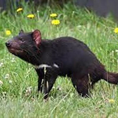 Tasmanian Devil