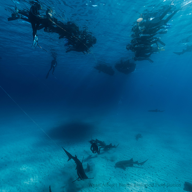 Hammerhead and Nurse Sharks