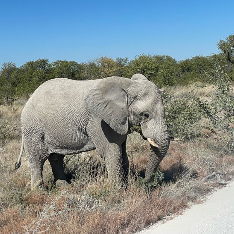 Elephant