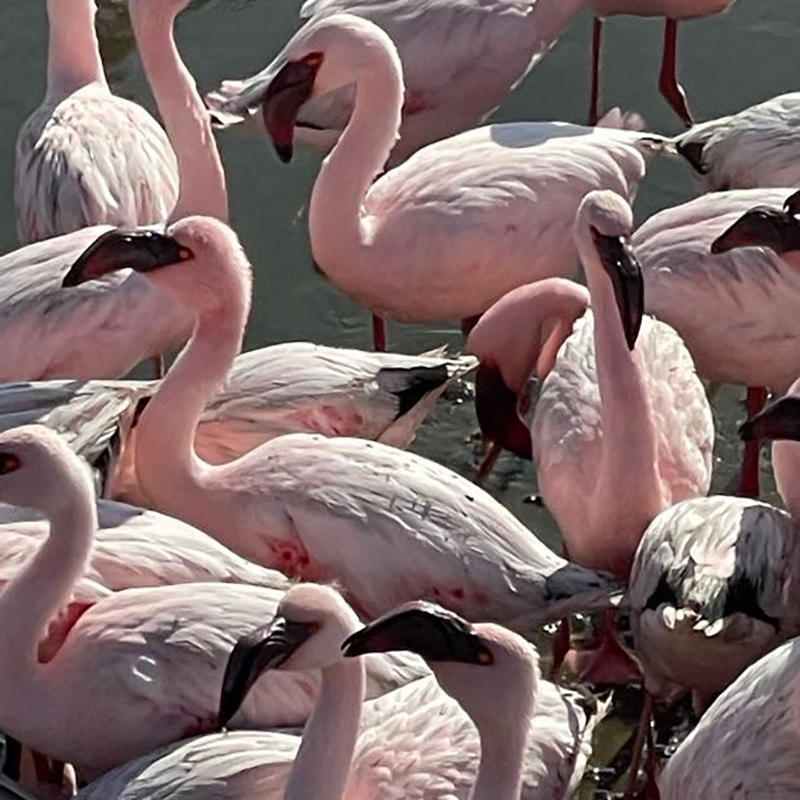 Flamingos
