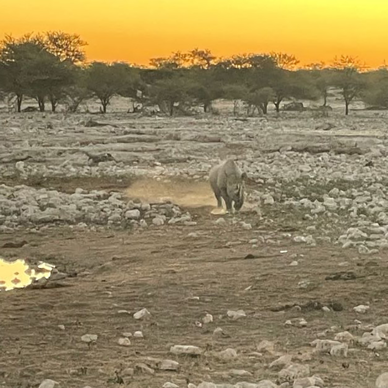 A rhino forges its own path at Etosha National Park.