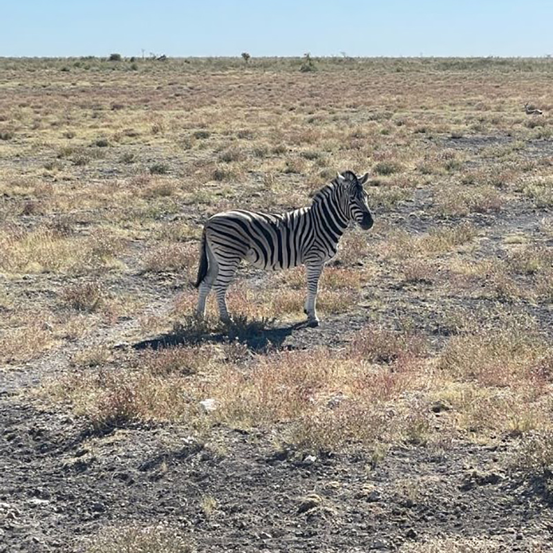 A Zebra