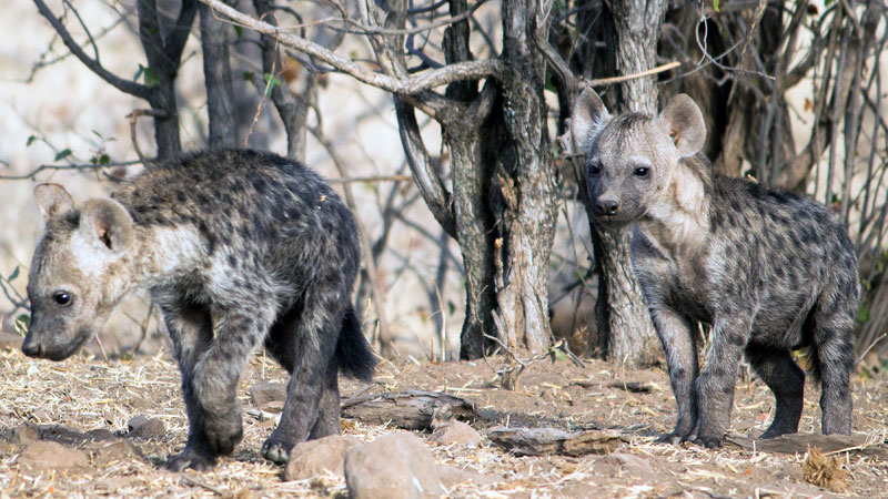 Hyena