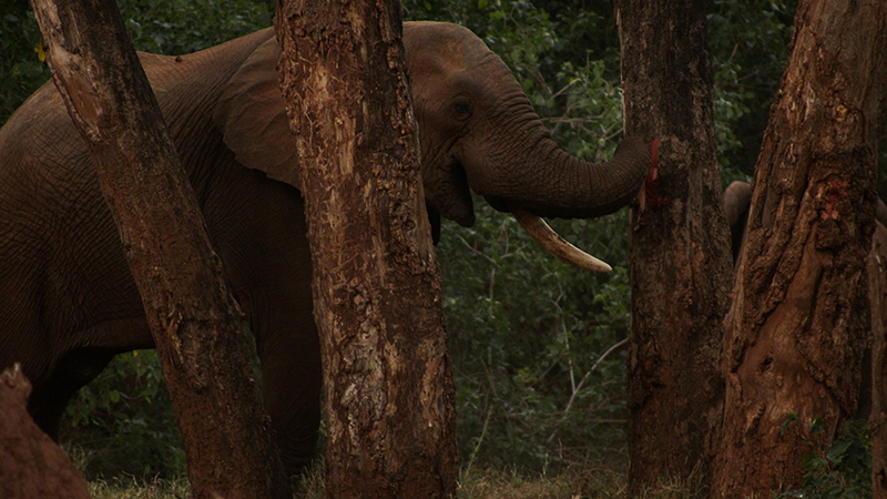 Elephant bull strips away the bark of an ana tree