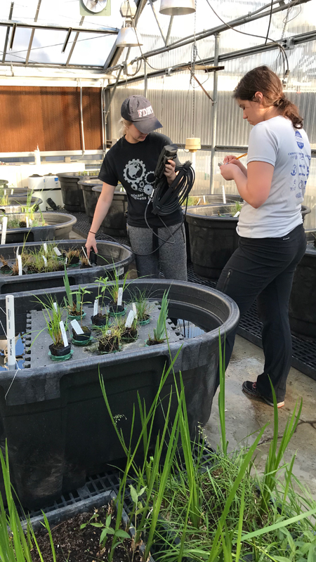 Greenhouse Experiment