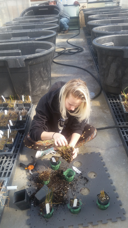 Greenhouse Experiment