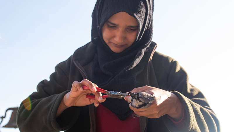 Banding a bird
