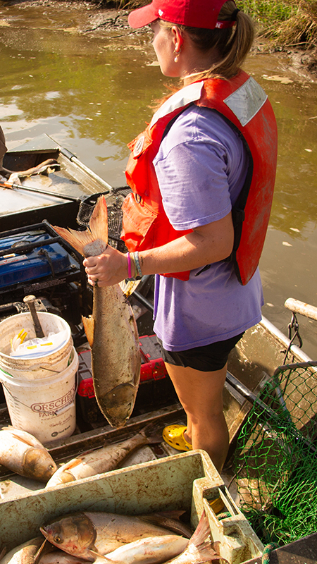 Carp measurement