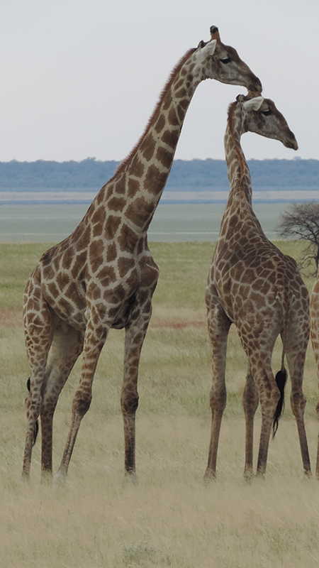 Giraffes
